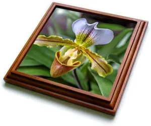 8x8 Trivet with 6x6 Ceramic Tile - Venus Slipper Orchid Flower